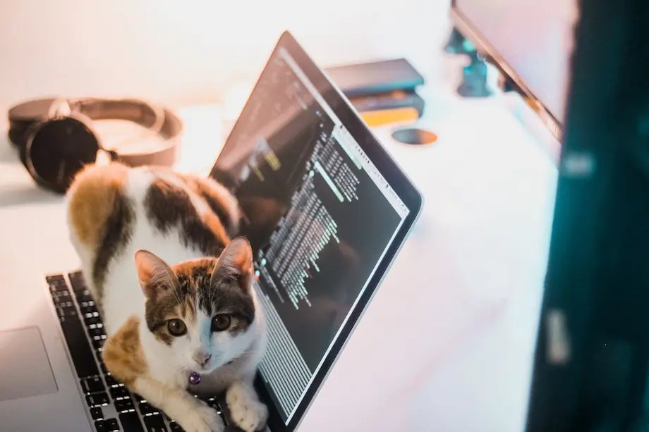 a cat sitting on a laptop keyboard